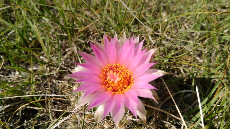 2021-06-19 16.48.39 Spinystar [Escobaria vivipara]